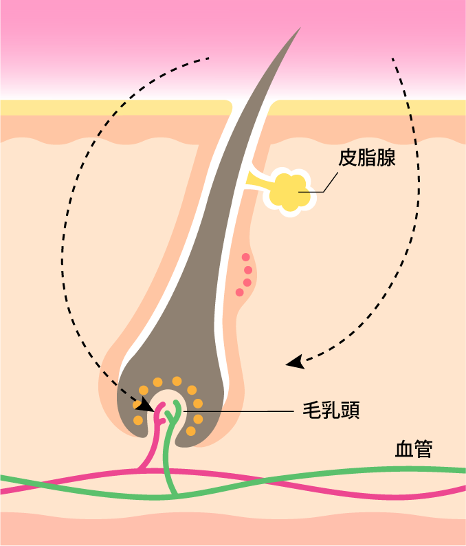 IPL脱毛の図