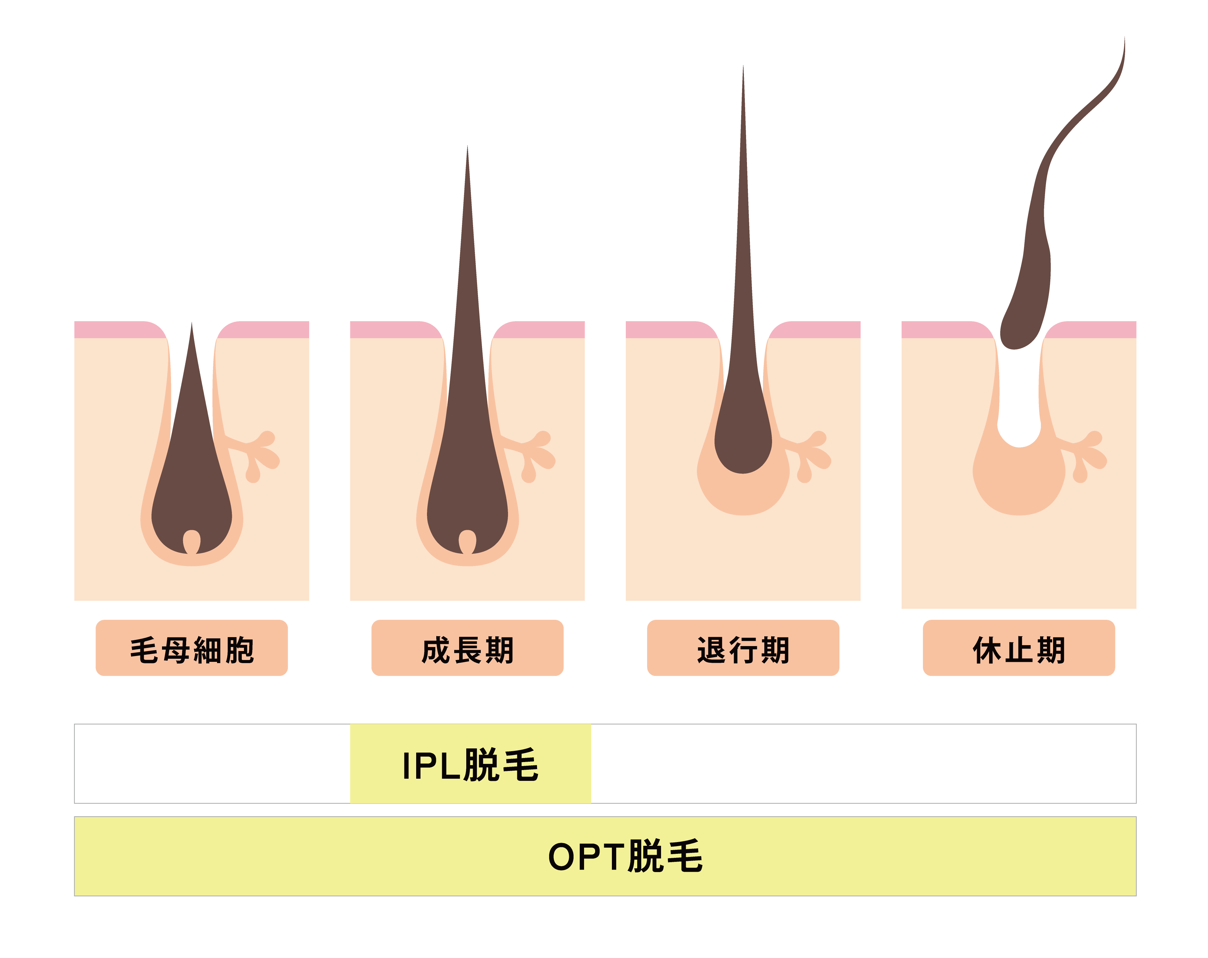 成長期～休止期の図